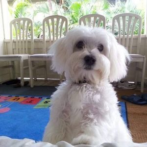 Meet your Posher, Gie